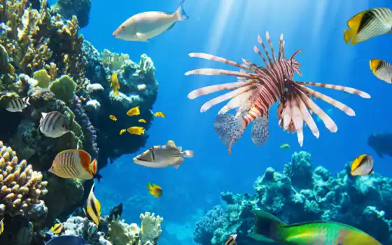 coral, ocean, underwater, риф, fish, заказать, fishes, пейзажи -, природа, 