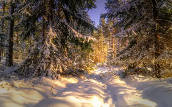 лес, зима, зима, йол, натуральные