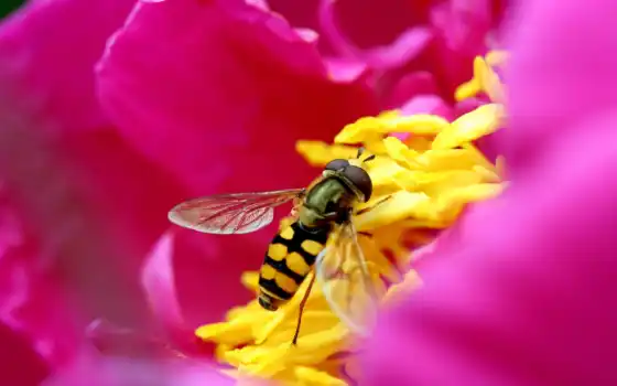 цветы, пчела, розовый, насекое, животное, желтый, пикпиксби