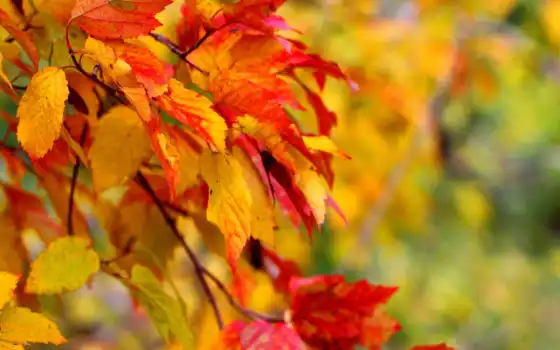 листья, макро, осень, деревья, картинка, 