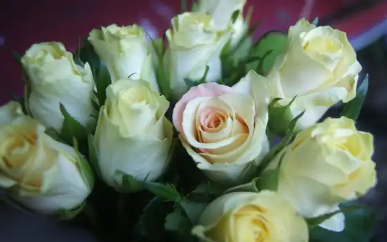розы, белые, букет, роз, красивые, цветы, 