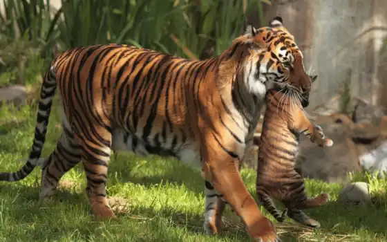 тигры, материнство, детёныш, тигр, 