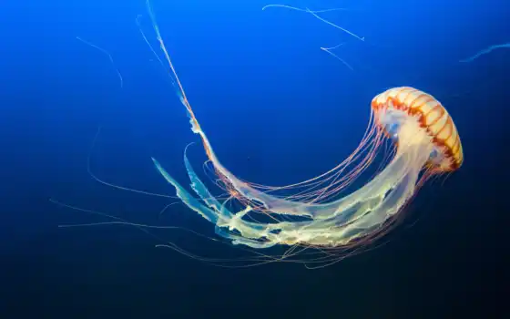 underwater, jellyfish, ultra, фон, world, 