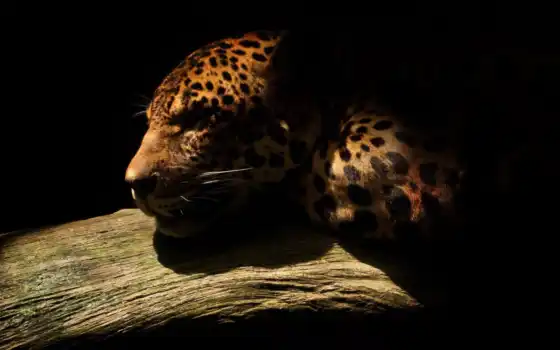 темная, дикая, jaguar, js, zhivotnye, фотопечать, чёrно, фото,