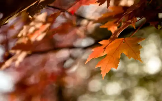 осень, макро, лист, оранжевый, листва, краски, time, 