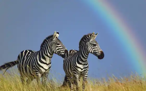 зебра, животное, белое, черное, две дикие, оценка