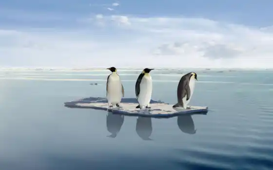 глобальное, потепление, пингвины, цинк, запас, три, таяние, лед,