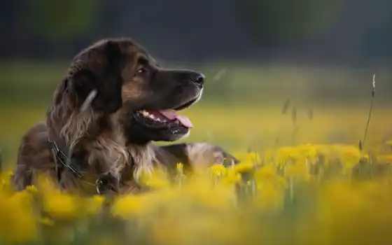 собака, природа, animal, цветы, поле, одуванчик, profile