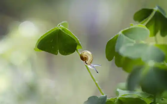 лист, clover, snail, makryi