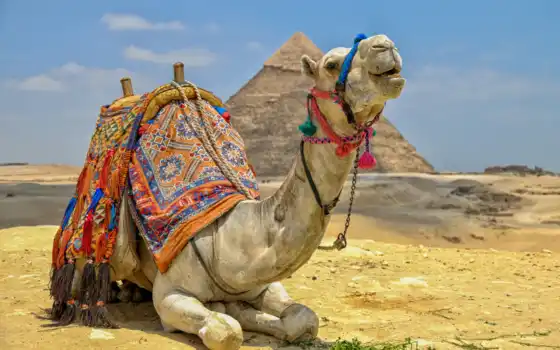 camel, пустыня
