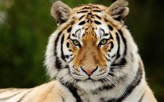 тигр, хищник, взгляд, морда, полоски, картинку, картинка, 