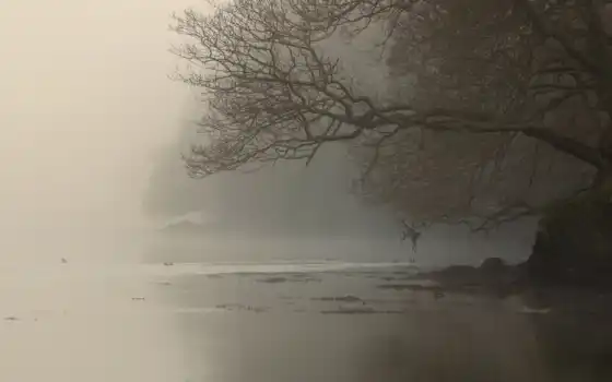 туман, река, дерево, берег, ветви, 