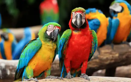 macaw, ara, ararauna, scarlet, macaws, по-настоящему, по-видимому, запас, изображения,