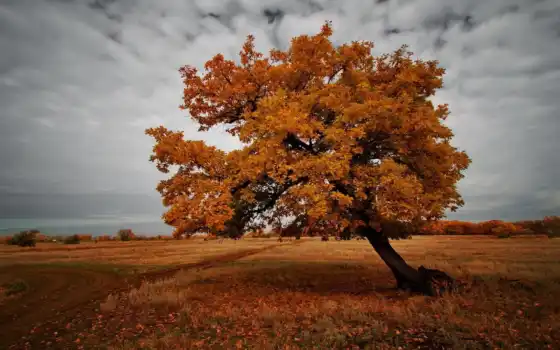 осень, дерево, сердце, пейзаж, ли,