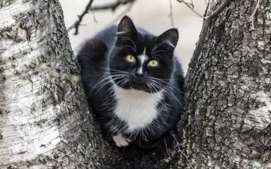 кот, черный, белый, дерево, тапетум, эмиль, ойле, тот, много