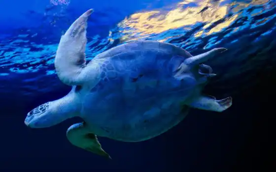 черепаха, обои, синий, вода, морская, фото, черепа