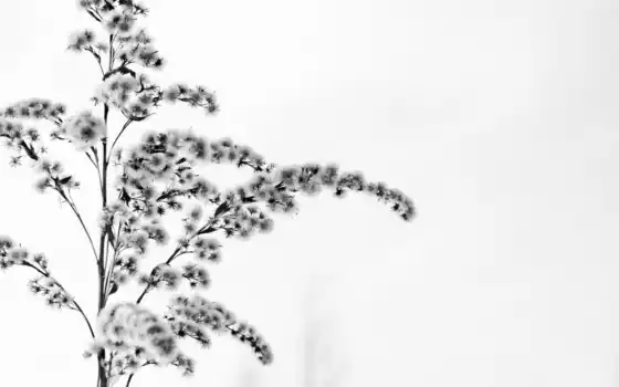 цветок, зима, снег, белое, картинка, 