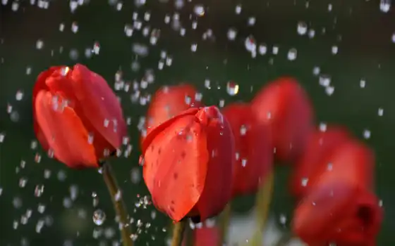 , вода, красный, влажность, цветок,  макросъемка, тюльпан, роса,  лепесток,  дождь, бутон, цветник, розовые цветы