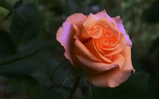 розы, сад,