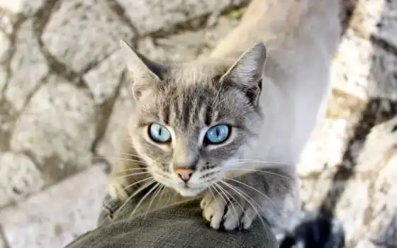 кошки, синие, голубые, глаза, фгбу, федератив, центр, фальсификация,