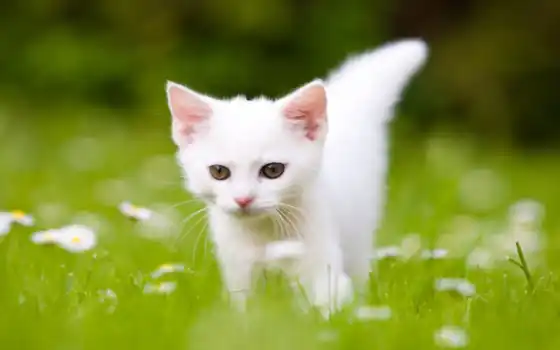 котенок, белый, растительный
