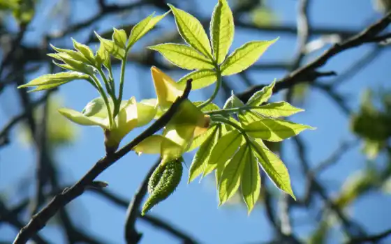 leaf, растение