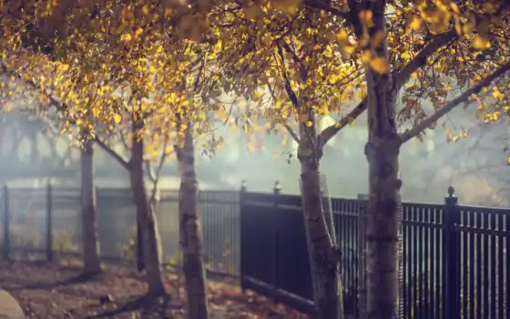 осень, забор, деревья, широкоформатные, березки