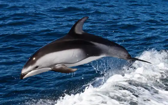 дельфин, море, животных, 