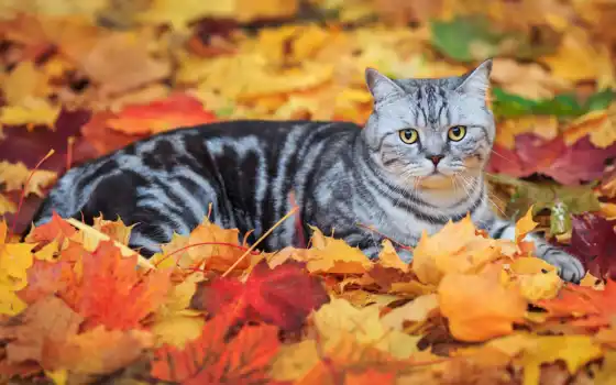 кот, лист, пасти, осень, животное