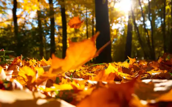 осень,  клен, листва, природа, леса, 