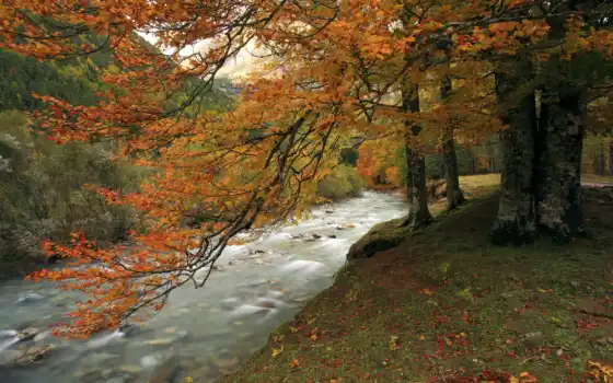 дерево, осень, пасть, река, 