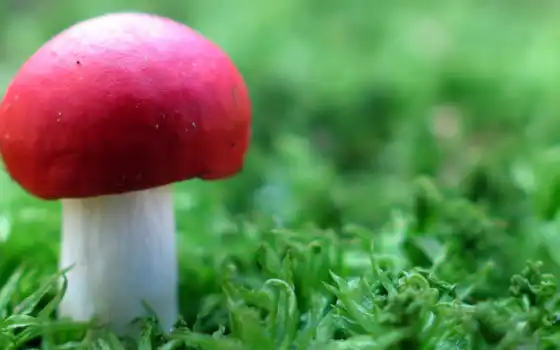 mushroom, daler, грибы, красной, bang, шляпкой, мухомор, избранные, добавить, nuclear, трава, 