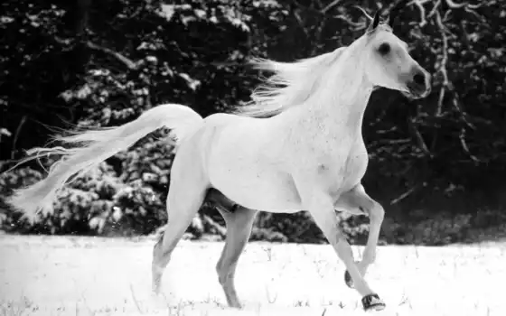 ipad, white, stallion,