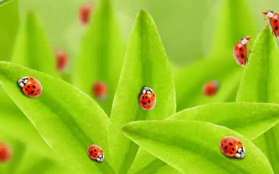 ladybug, diamond, lady, круглый, картинка, full, вышивка, square, bugs, animal