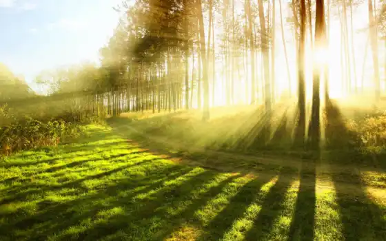 солнце, свет, трава, лучи, лес, дерево,