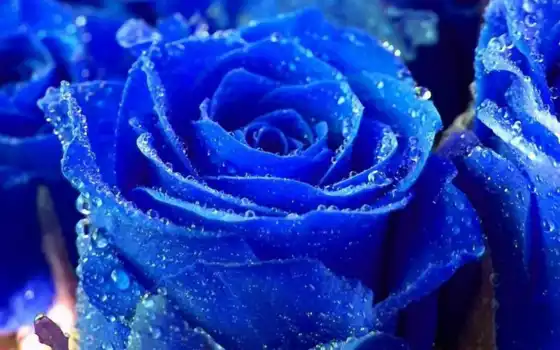 синий, цвет, розы, pinterest, больше, об, смотрите, королевские, идеи,