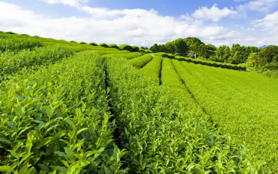чая, плантация, чайная, чая, плантации, листва, зелёный, сочи, чайные, небо, чайных, 