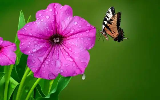 роса, утро, цитата, цветы, яndex, бабочка, happy, wish, хороший, user, rainy