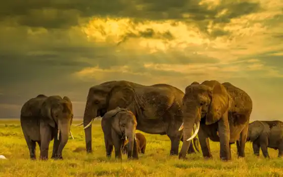 слон, стадо, дыня, качество, полученный, материал, слоны, стада, самое большее