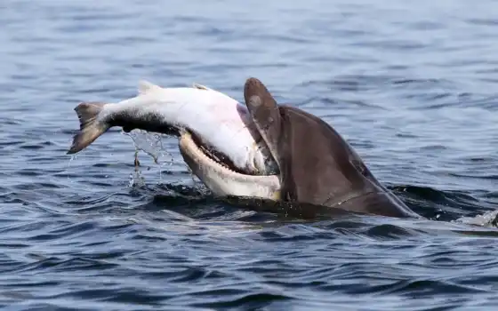 дельфин, есть, delfinovyi, дельфина