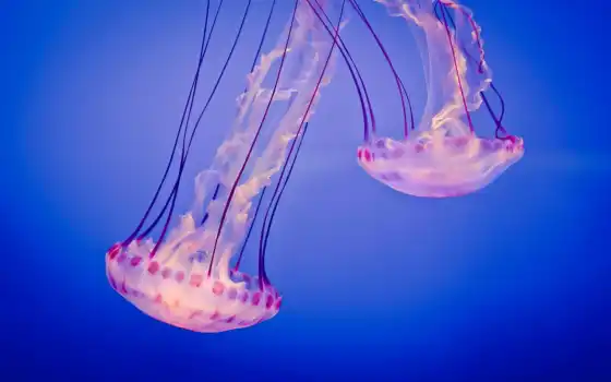 медузы, животное, море, под водой