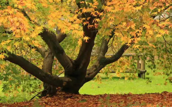 дерево, осень, листья, 