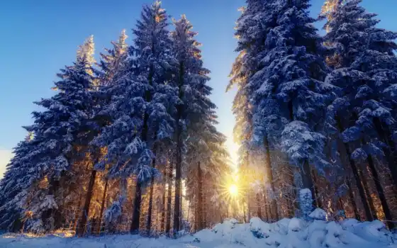 лес, зима, солнце, сердце, лучи, деревья, свет,