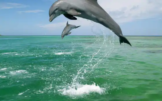 дельфины, прыгающие, 