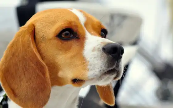 beagle, настольный, ведущий, ведущий, русский, лучший,