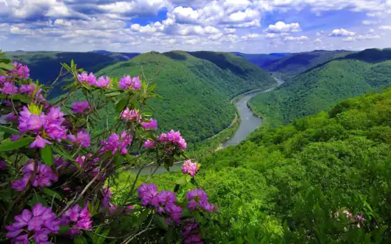 природа, цветы, горы, река, лес, 