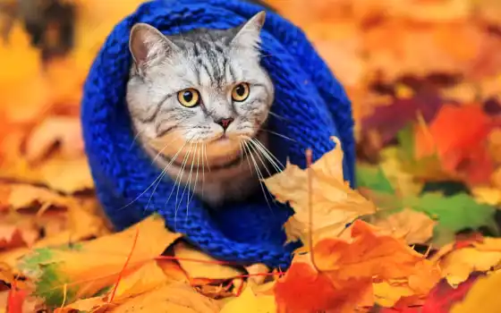 ты, осень, восхитительный, носимый, шарф, случай, ступ,