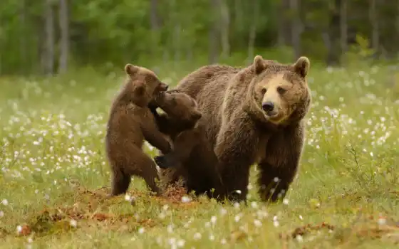 медведь, лес, браун, большой, животное, необычный, медвежонок