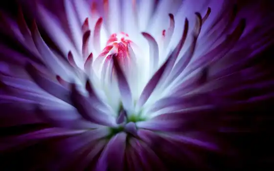 ретро, пурпурный, пер, твой, супер, chrysanthemum