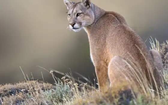 puma, рысь, cougar